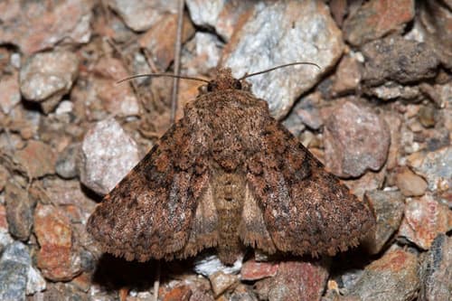 Cantener's Recoropha