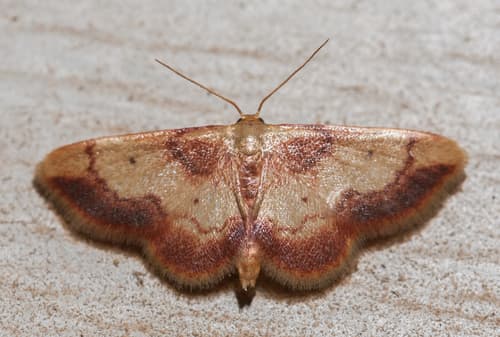 Red-bordered Wave