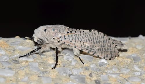 Snow-white Tiger Moth