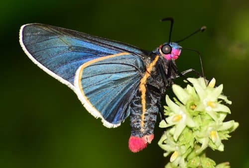 Red-collared Firetip