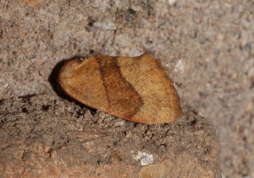 Brown Oblique-lined Wave Moth