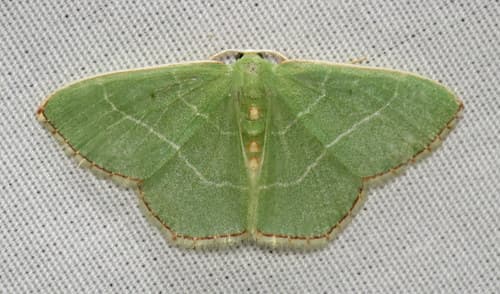 Red-fringed Emerald