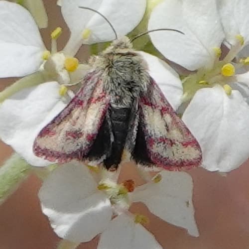 Red-lined Moth