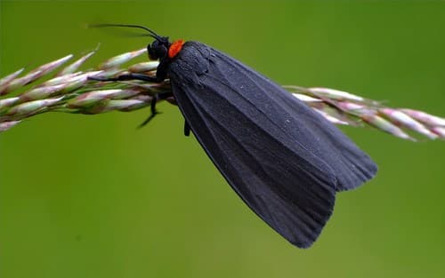 Red-necked Footman