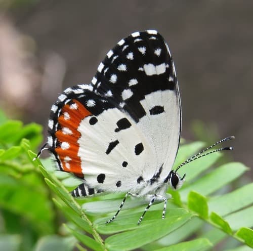Red Pierrot