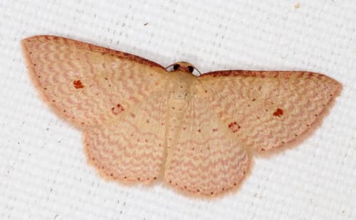 Red-spotted delicate