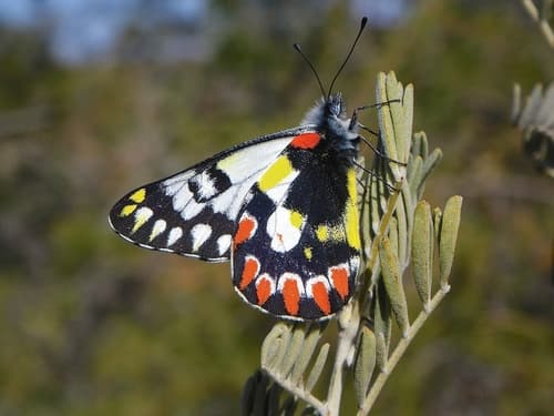 Red-spotted Jezebel