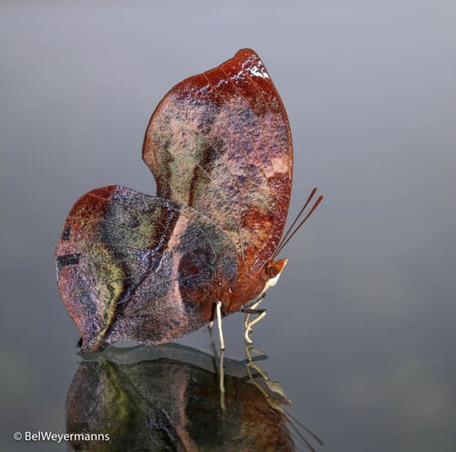 Red-striped Leafwing