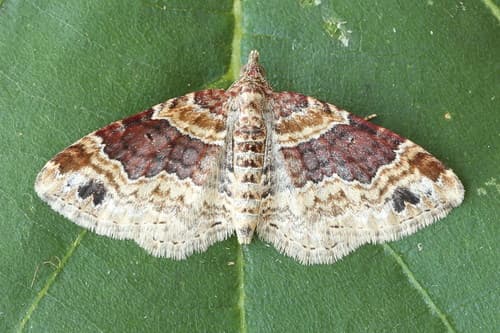 Red Twin-spot Carpet