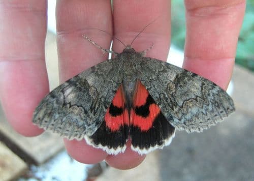Red Underwing