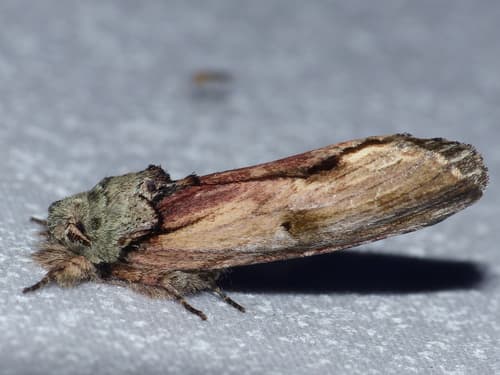 Red-washed Prominent