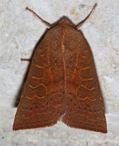 Red-winged sallow