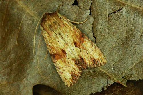 Reddish Light Arches