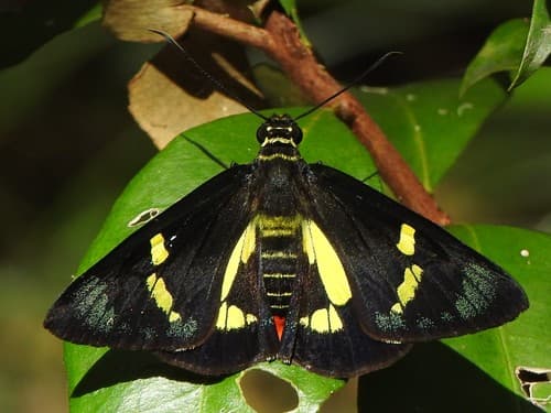 Regent Skipper
