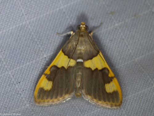 Rehimena phrynealis
