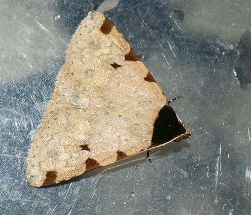 Costimacula Moth