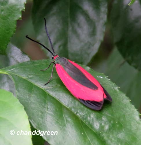 Red-striped Moth
