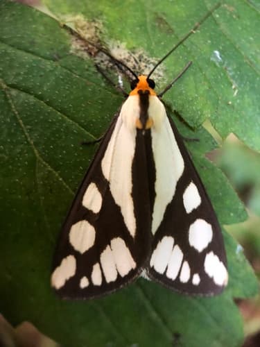 Reversed Haploa Moth
