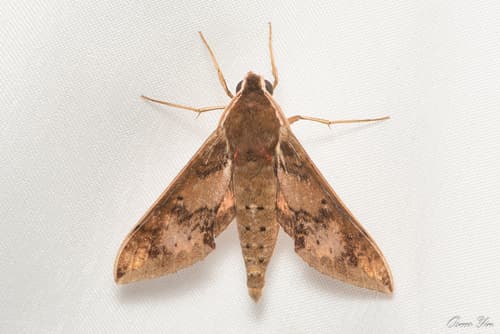 Binoculate Rhagastis