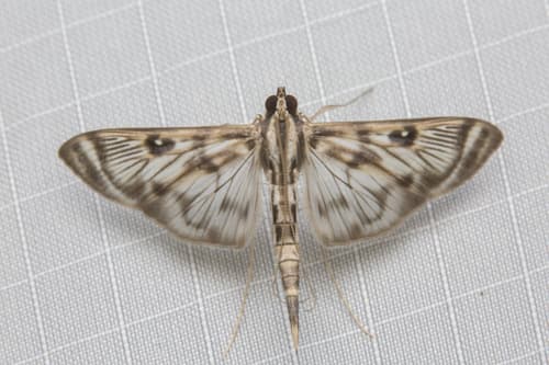 No widely accepted common name