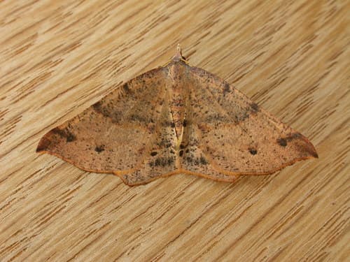 Rostrate Snout Moth