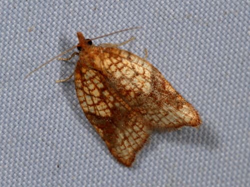 Rhomboid Tortrix