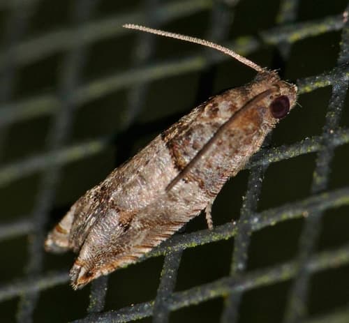 Rhopobota finitimana