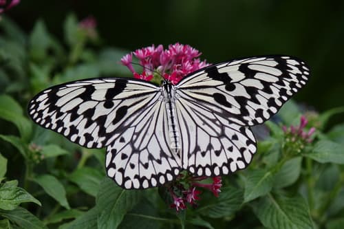 Rice Paper Butterfly
