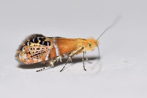 Ridings' Fairy Moth