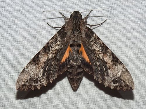 Rimosus Sphinx