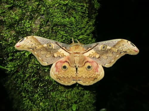 Tibetan Emperor Moth