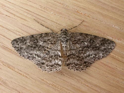 Ringed Bark Moth