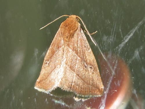 Inconspicuous Rivulet