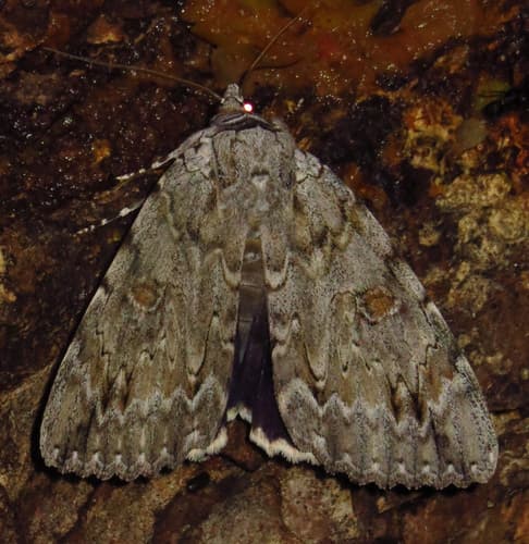 Robinson's Underwing