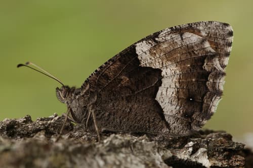 Rock Grayling