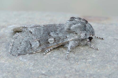 Roland's Sallow