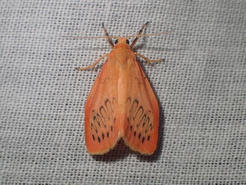 Rosy Footman