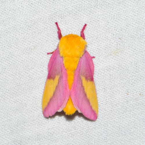 Rosy Maple Moth