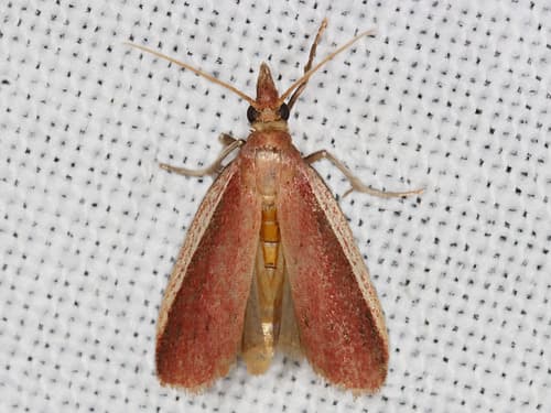 Rosy Peoria Moth