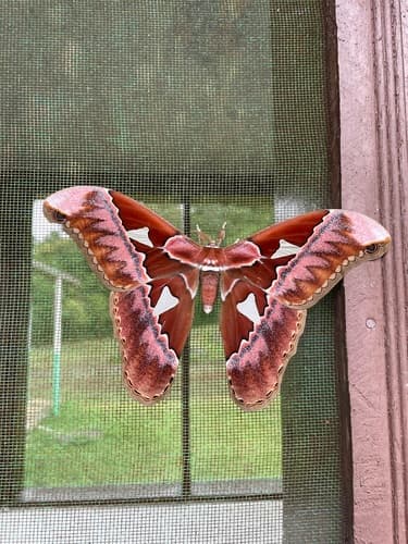 Aurota Rothschildia Moth