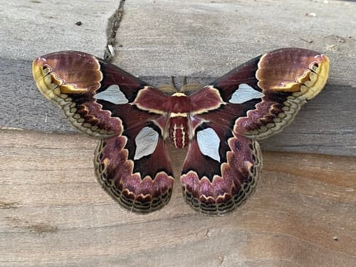 Four-spotted Rothschildia