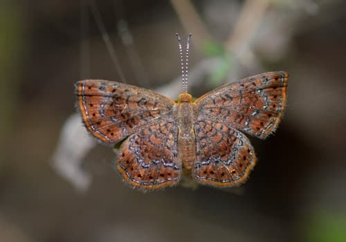 Rounded Metalmark