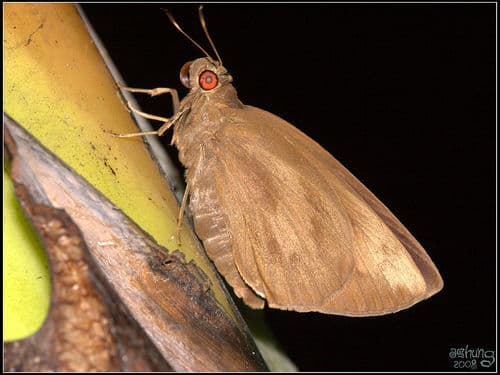 Rounded Palm-redeye