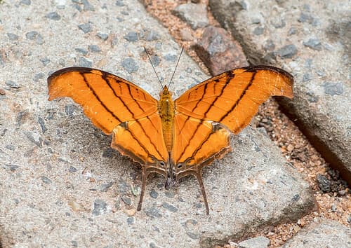 Ruddy Daggerwing