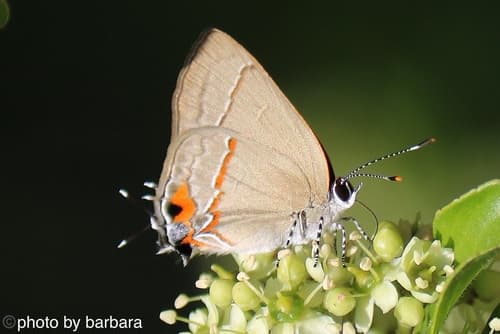 Ruddy Hairstreak