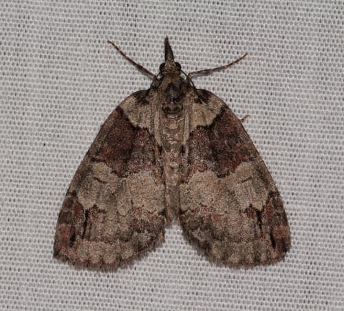 Ruddy Highflyer Moth