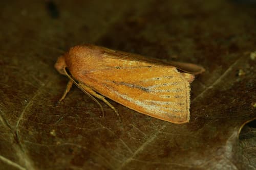 Rush Wainscot