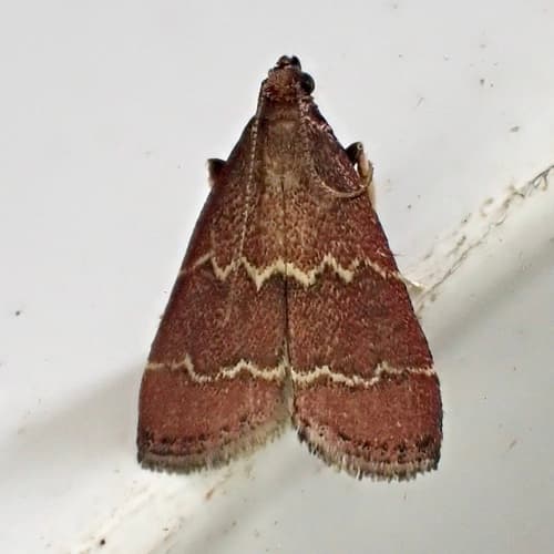 Rusty Heliades Moth