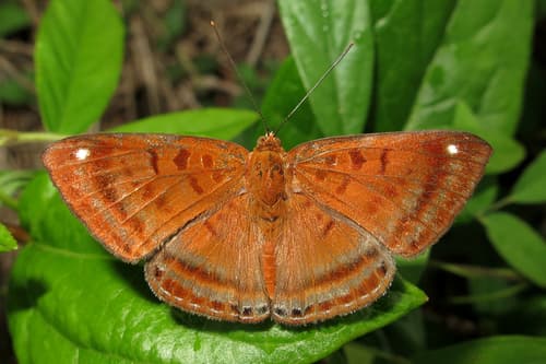 Rusty Metalmark