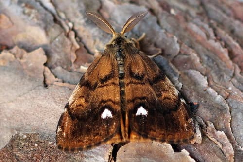 Rusty Tussock Moth